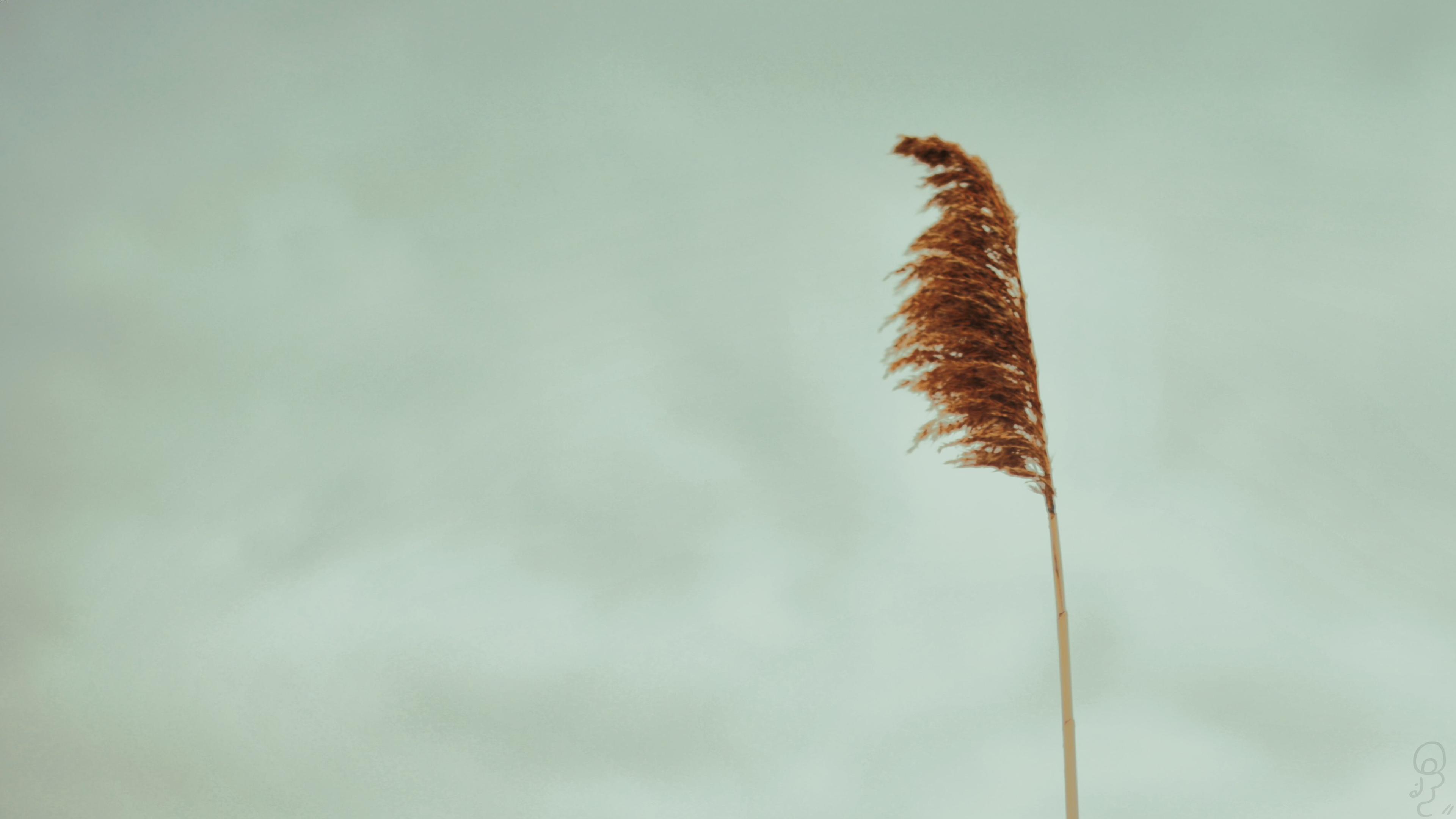 A single wild grain plant